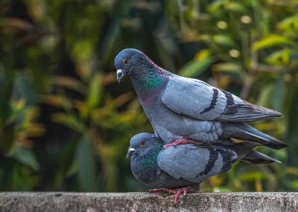 Ein Paar Rock Pigeon Love Liegt Der Luft Schönes Paar — Stockfoto