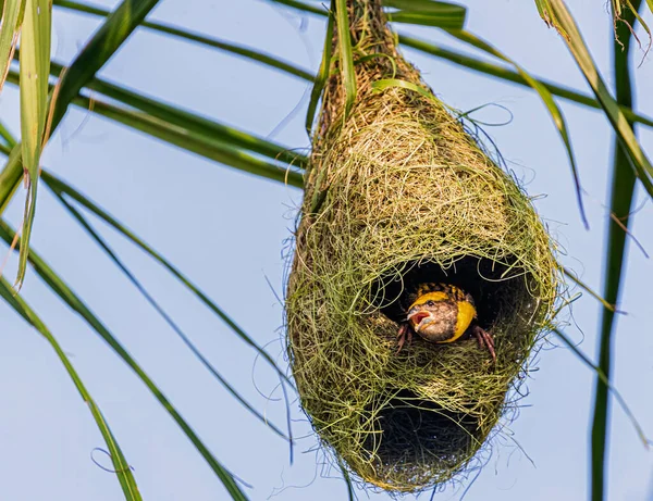 Weaver Bird bakıyor ve güzel dünya için Tanrı 'ya şükrediyor.