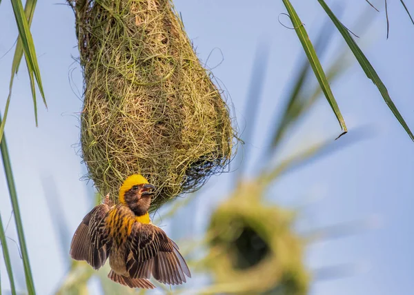 Pájaro Tejedor Nido Con Alas Abiertas — Foto de Stock