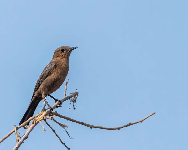 Uccello Colore Marrone Brown Rock Chat Seduto Albero Cielo Come — Foto Stock