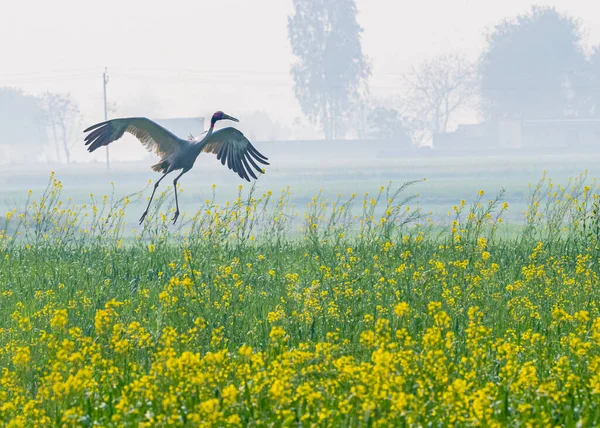 असत सरस उतरत — स्टॉक फोटो, इमेज