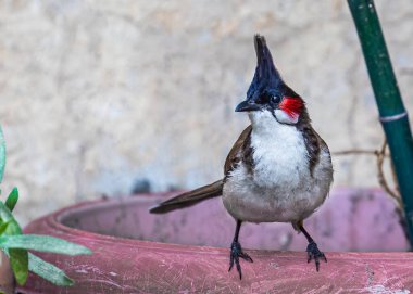 Kırmızı bıyıklı bir bulbul kırmızı bir tencerede oturuyor ve fotoğrafçıya bakıyor..