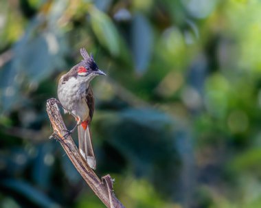 Kırmızı bıyıklı bir bulbul bir bitkinin üzerinde oturuyor ve bıyıklarını gösteriyor.