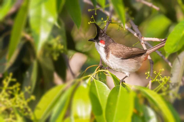 Sebuah Bulbul Berkumis Merah Duduk Pohon Lingkungan Alami — Stok Foto