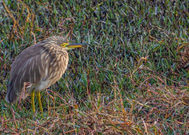 Bir tarlada dinlenen balıkçıl.
