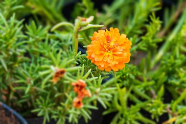 Bahçesinde yeşil yosun olan turuncu bir yosun gülü.