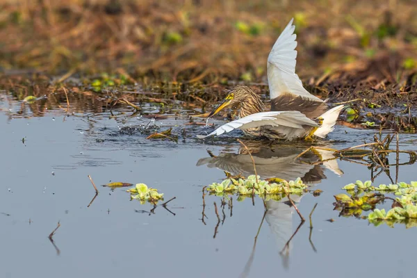 池のサギは魚を捕まえるために湖に飛び込む — ストック写真