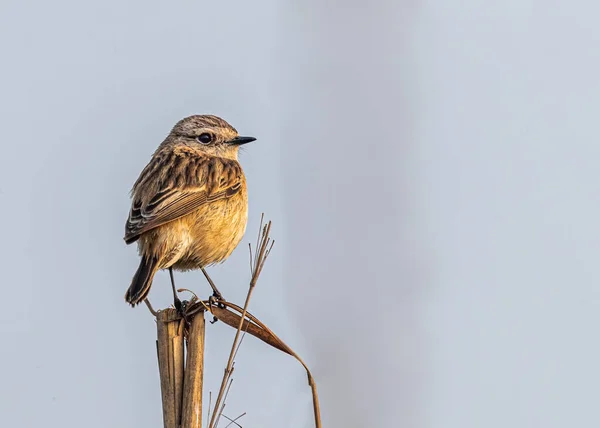 Pied Bush sohbeti bir bitkinin üzerinde otururken