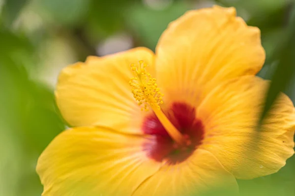 Polene odaklı sarı bir amber çiçeği.