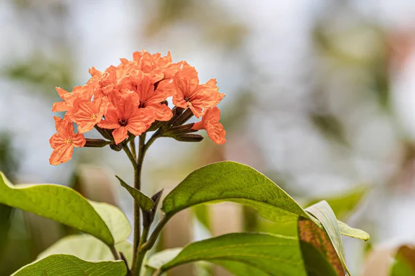 Ağaçta bir demet portakal çiçeği Cordia Dodecandra