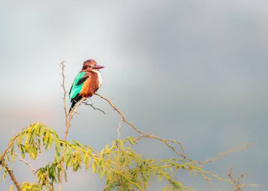 Beyaz boğazlı Kingfisher ağaçta dinleniyor