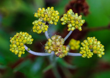 Laphangium Luteoalbum Flower in a garden
