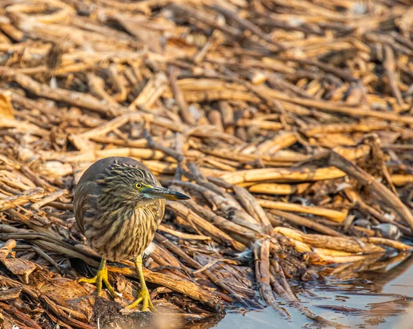 Pond Heron Watching Surroundings — Fotografia de Stock