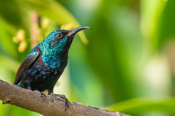 Purple Sun Bird Male Closer Look — Fotografia de Stock