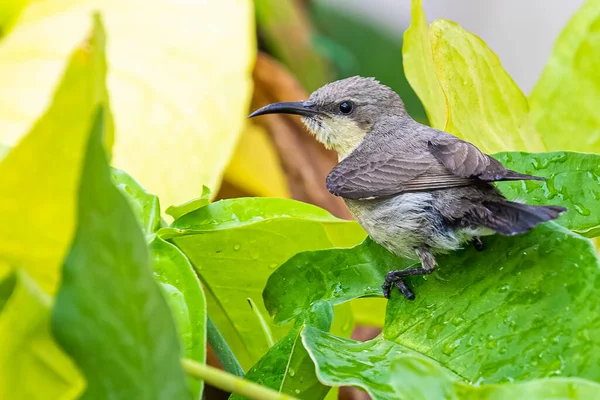 Purple Sun Bird Kobieta Ciesząca Się Rosą Roślinach — Zdjęcie stockowe