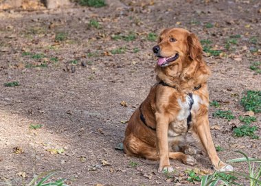 Red Retriever evcil köpeği bahçede.