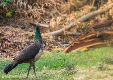 Tavır takınarak yürüyen Peahen.