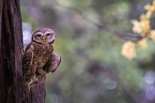 Spotted Owl Basking Its Nest — Stock Photo, Image