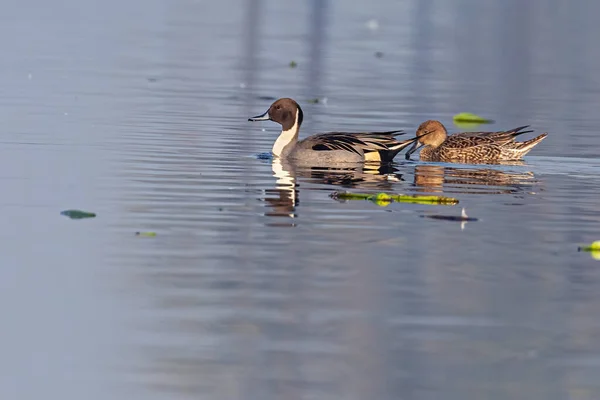 Pin Tail Canard Nageant Dans Lac — Photo