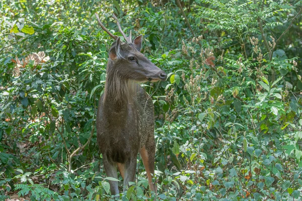 Cervo Samber Selva — Fotografia de Stock