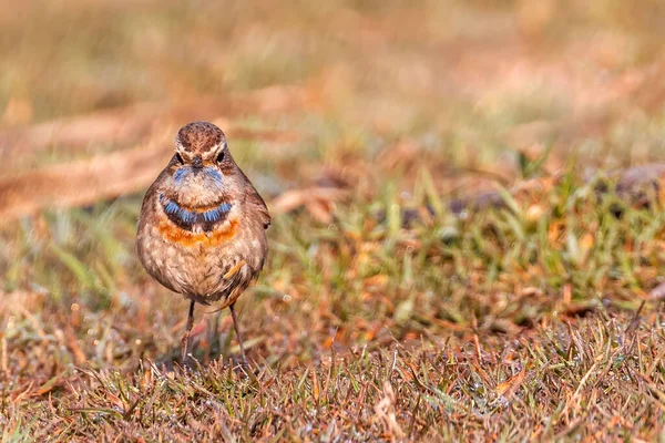 Blue throat bird Basking early in the morning