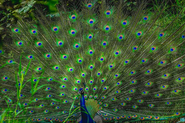Dancing Peacock Exibindo Suas Cores Vibrantes — Fotografia de Stock