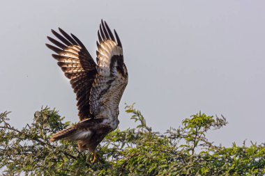 Uzun bacaklı Şahin dövüşmeye hazırlanıyor.