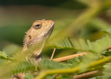 Bukalemun saklandığı yerden dışarı bakıyor.