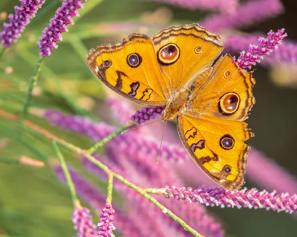 Tavuskuşu Kelebeği Bir çiçeğin üzerinde oturuyor