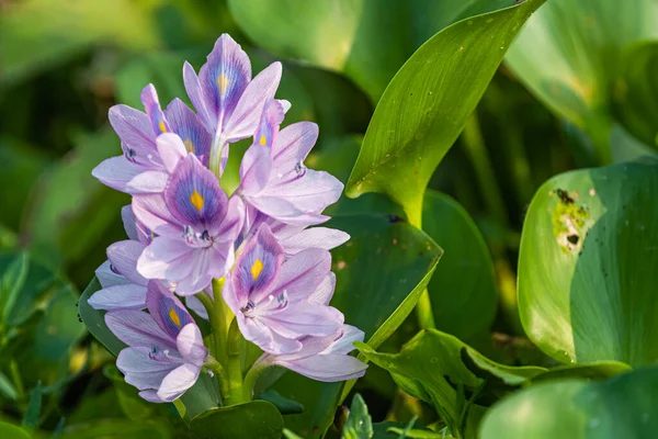 Eau Courante Fleur Jacinthe Dans Lac — Photo
