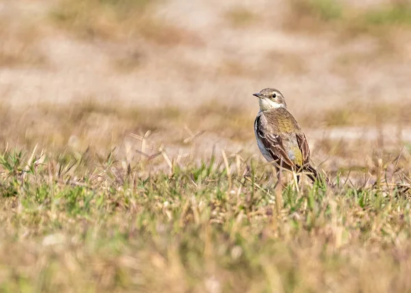 Field Pipit yiyecek arıyor.