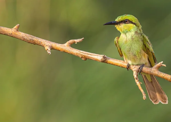 Green Bee Eater Assis Sur Arbre — Photo