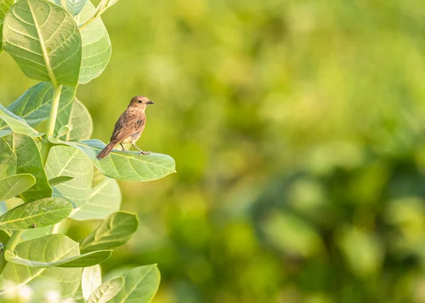 Bush Chat Weiblich Auf Einem Blatt Sitzend — Stockfoto