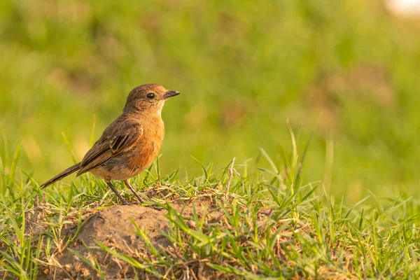 Bush Chat Vrouw Zittend Grond Zoek Naar Voedsel — Stockfoto