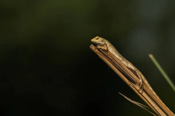 Bukalemun Ağaçta Yatıyor — Stok fotoğraf