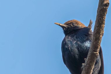 Hintli Robin ağaçta oturuyor