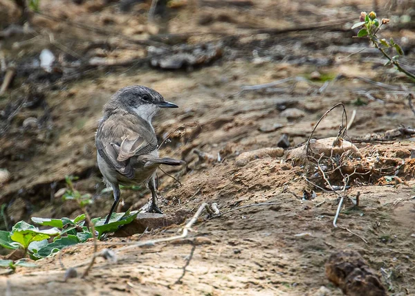 Mindre Vit Strupe Marken Jakt Efter Mat — Stockfoto