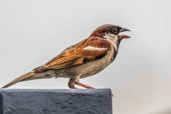 House Sparrow Cantando Por Mañana —  Fotos de Stock