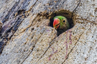 Gül halkalı papağan yavrusu ağaç gövdesinden dışarı bakıyor.