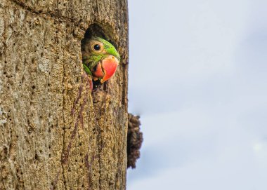Gül halkalı papağan çocuk ağaç gövdesinden dikizliyor.