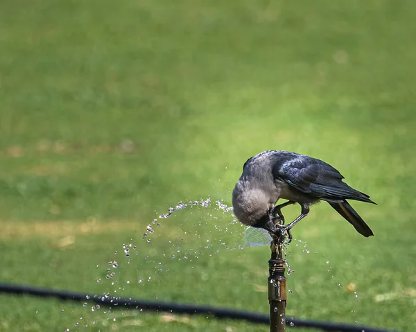 Thirsty Crow Drinking Water Sprinkle — Stock Photo, Image