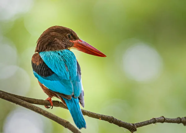 White Throated Kingfisher Sentado Uma Árvore Olhando Para Trás Para — Fotografia de Stock