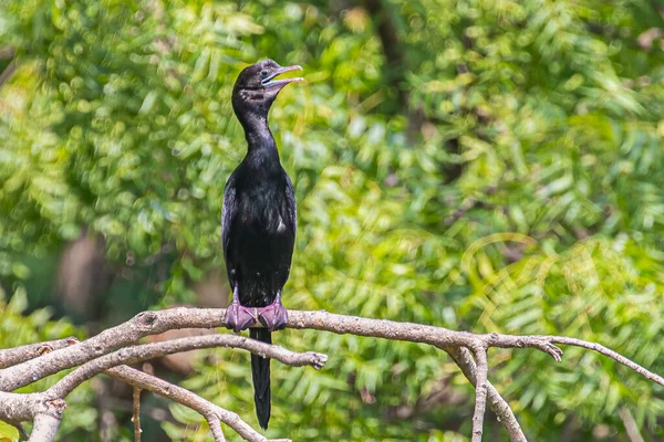 Cormorano Seduto Albero — Foto Stock