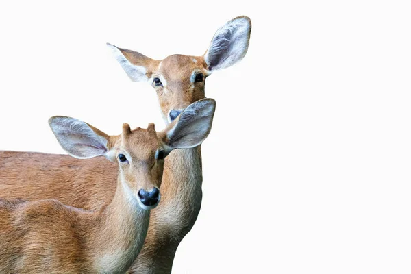 Een Paar Herten Die Naar Kijken Met Witte Achtergrond — Stockfoto