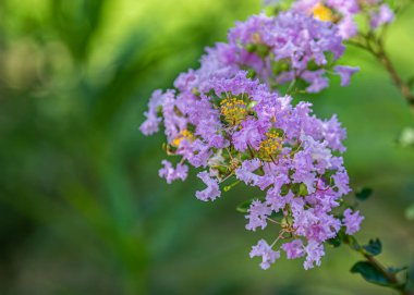 Hindistan 'ın gururu. Sarı poleniyle pembe çiçek.