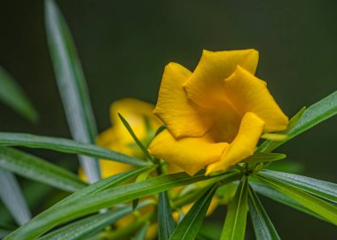 Bahçede Cascabela adında güzel sarı bir çiçek