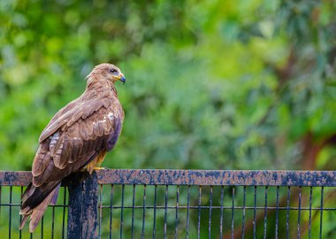 Bahçedeki çitin üzerinde dinlenen siyah uçurtma