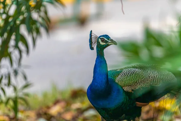 Fechar Pavão Que Vagueia Jardim — Fotografia de Stock