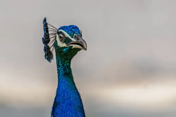 Gururlu Bir Tavus Kuşu — Stok fotoğraf