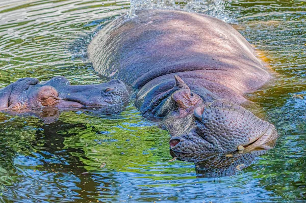 Hipopótamo Despreocupado Disfrutando Del Agua Del Estanque — Foto de Stock